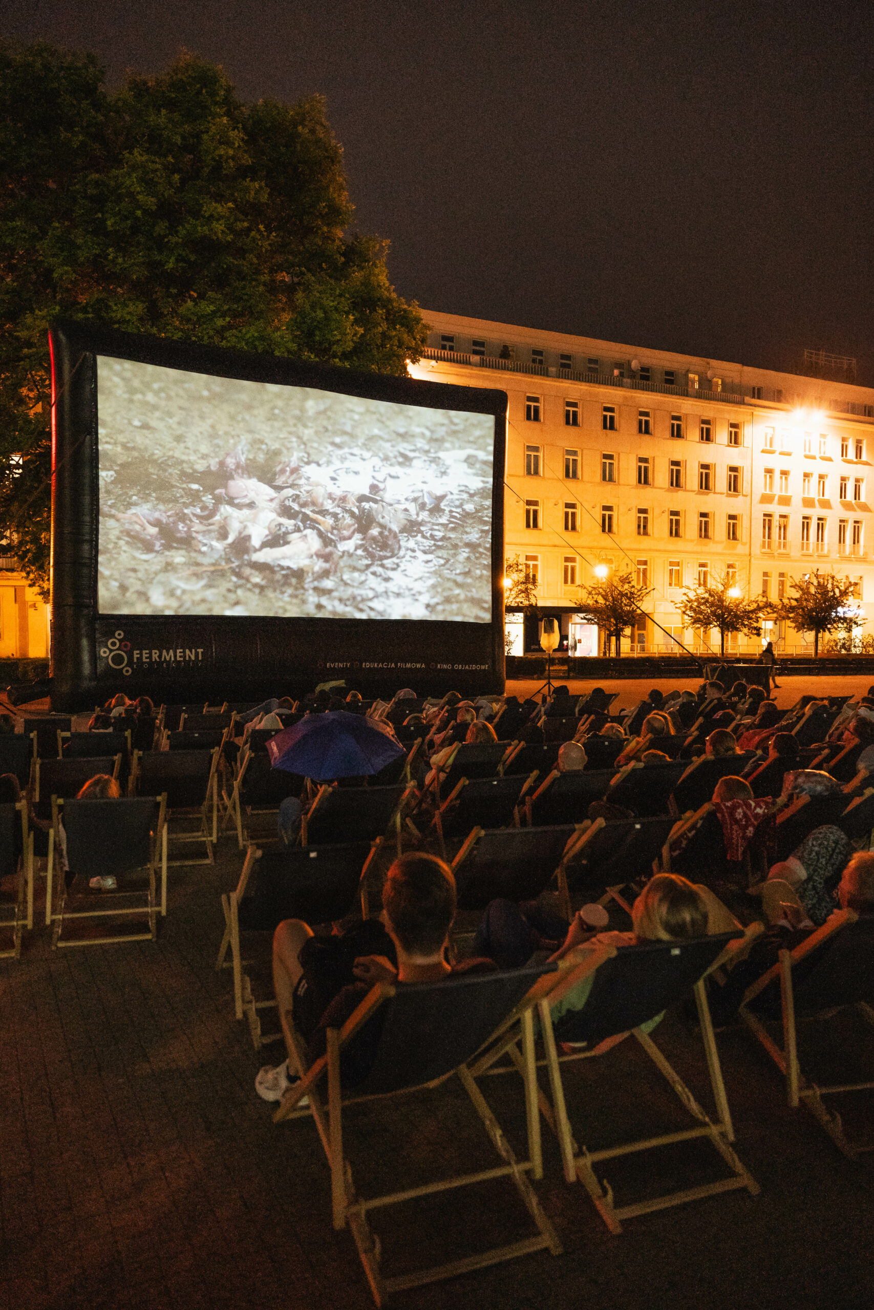 Okładka galerii "Kedi" I Plac Wolności 2023