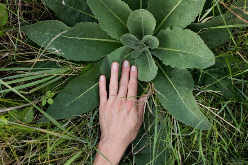 Okładka wydarzenia - Warsztat rośliny lecznicze znad Warty I warsztaty - Dziewczyny w naturze