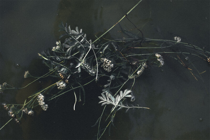 Okładka wydarzenia - Spacer ziołowy nad Wartą I warsztaty - Dziewczyny w naturze